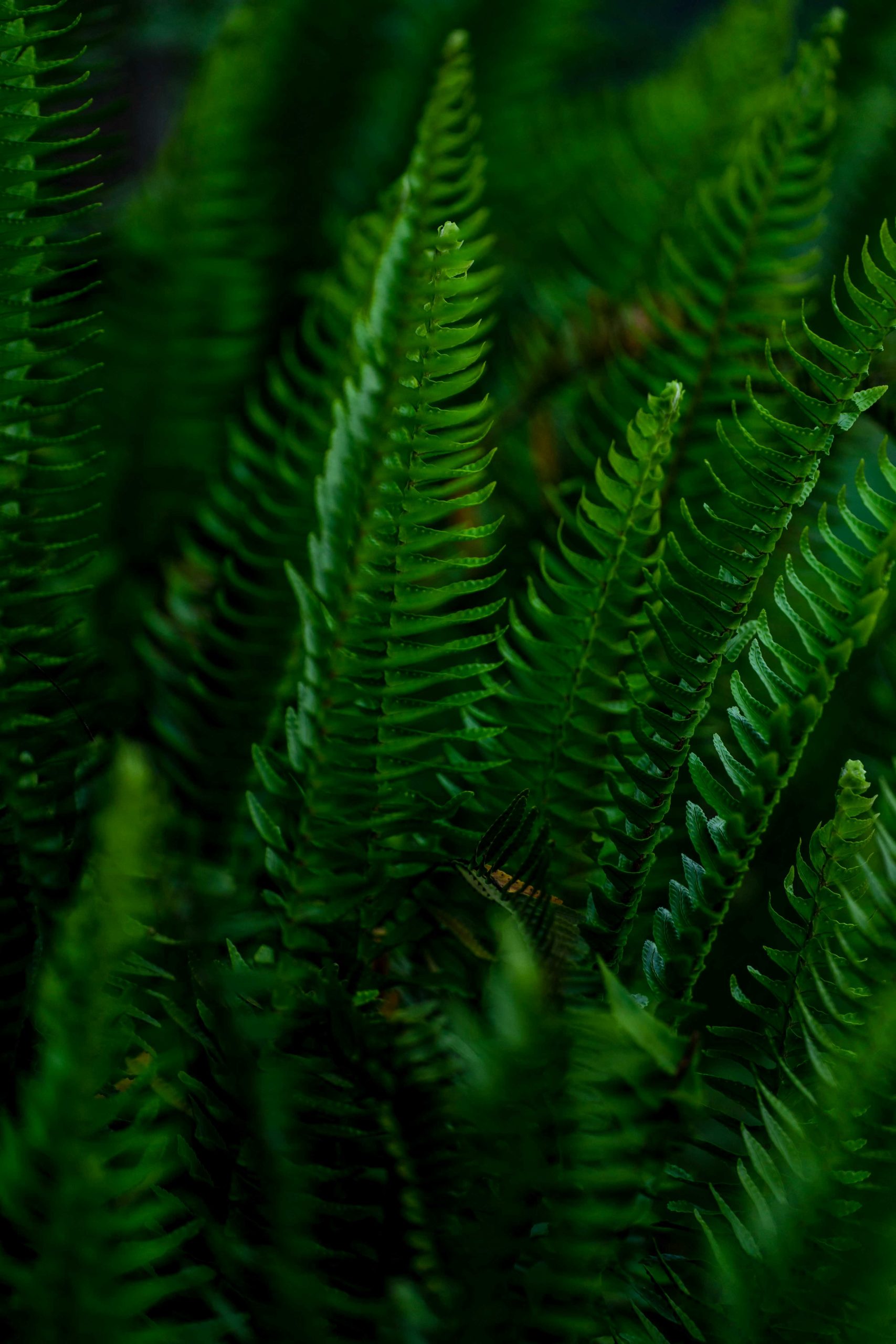 Close-up of lush green fern leaves showcasing an intricate natural pattern with vibrant greenery.